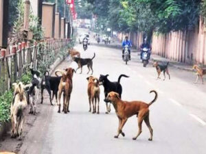 চিলমারী ও খানসামায় কুকুররে কামড়ে আহত ৪৯