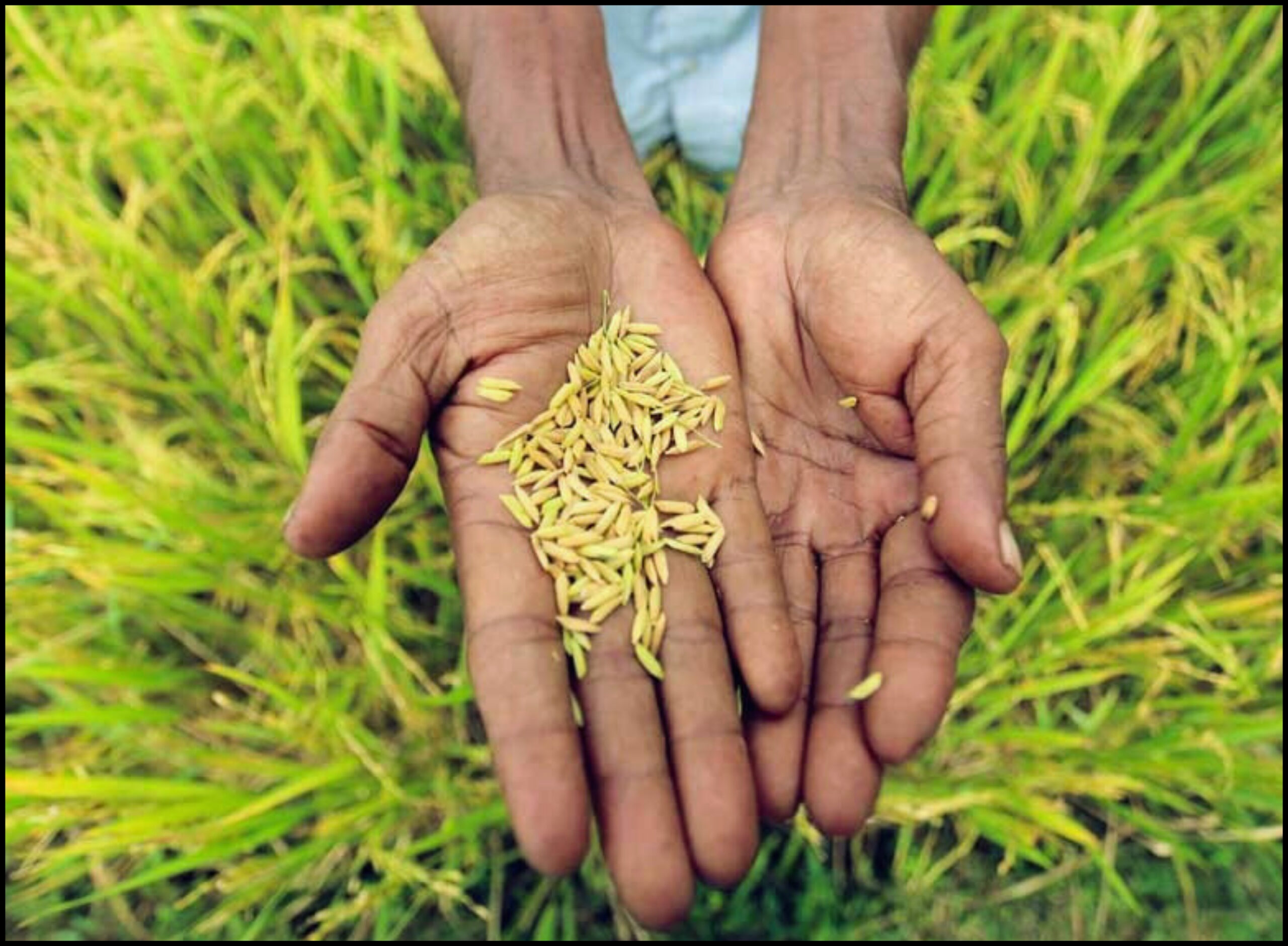 বাংলাদেশ জলবায়ু সংকটেও খাদ্য উৎপাদন বাড়িয়েছে-আইএইএ