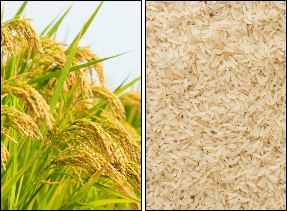 ধান-চালে উদ্বৃত্ত রংপুর অঞ্চলে চালের দামে নাভিশ্বাস