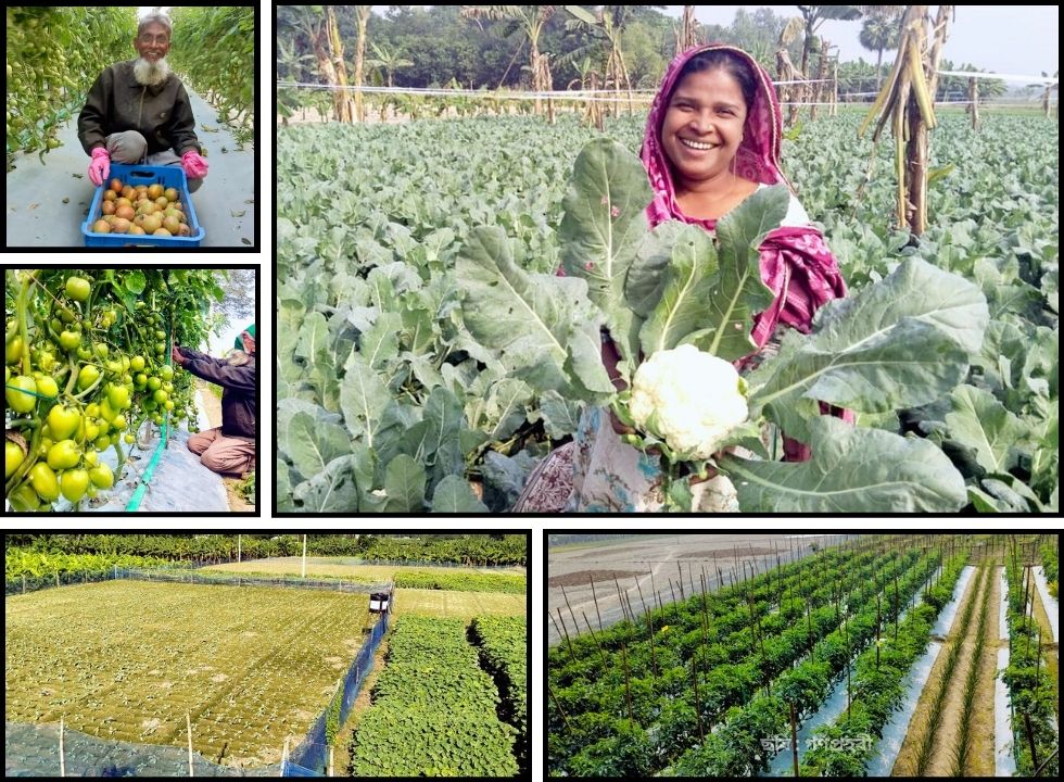 উত্তরাঞ্চলের কৃষকদের আশার আলো ‘আইএসসিএইচভি’ প্রকল্প