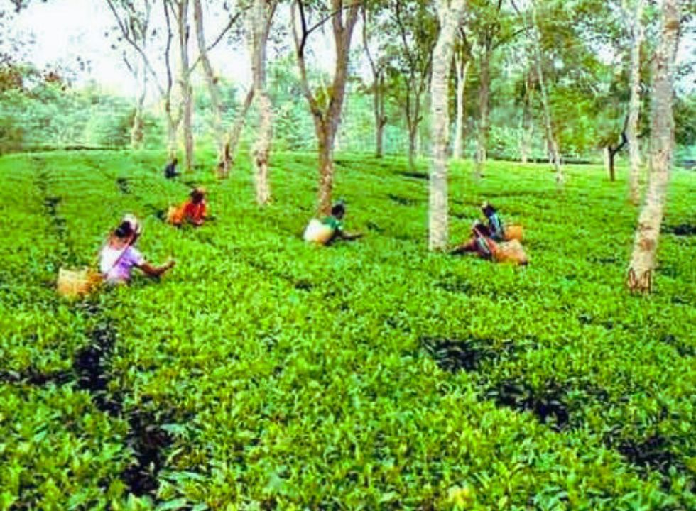 চা শ্রমিকদের ভবিষ্যৎ তহবিলের পাওনা টাকা পরিশোধ করা প্রযোজন